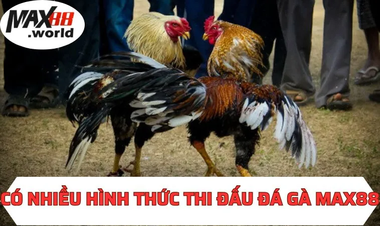 Có nhiều hình thức thi đấu đá gà MAX88