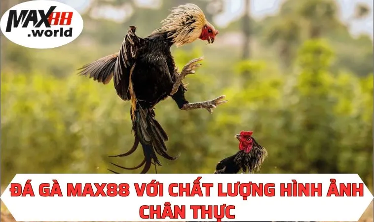 Đá gà MAX88 với chất lượng hình ảnh chân thực